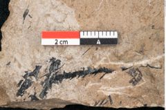 Foto (Detailansicht) von Sequoia hardtii Endl. (NHMW-GEO-2024-0188-8236)